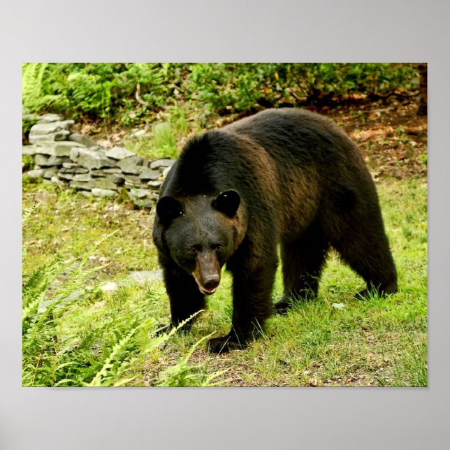 Pennsylvania Black Bear Poster (Front)