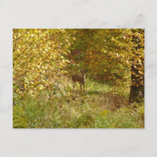 Pennsylvania Deer in Fall Nature Postcard