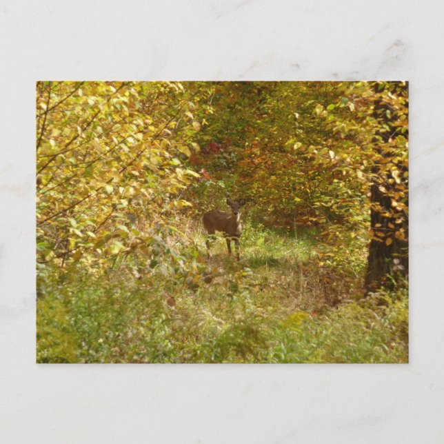 Pennsylvania Deer in Fall Nature Postcard (Front)