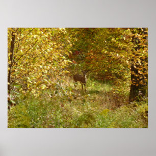 Pennsylvania Deer in Fall Poster