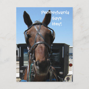 Pennsylvania Hey! Postcard