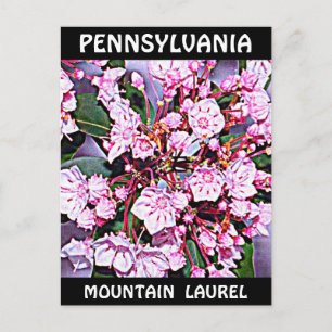Pennsylvania Mountain Laurel Postcard
