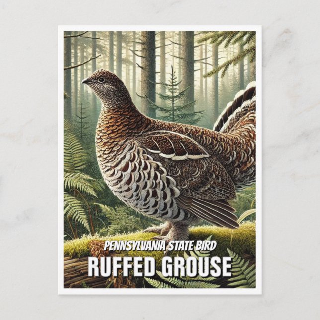 Pennsylvania State Bird Ruffed Grouse Postcard (Front)