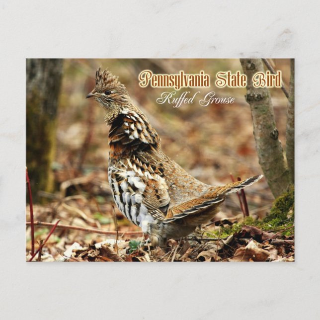 Pennsylvania State Bird: Ruffed Grouse Postcard (Front)