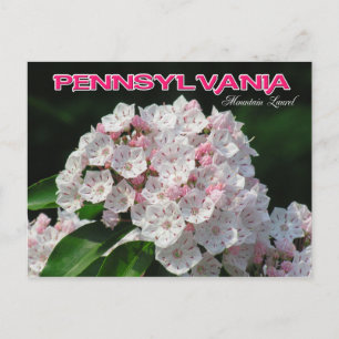 Pennsylvania State Flower: Mountain Laurel Postcard