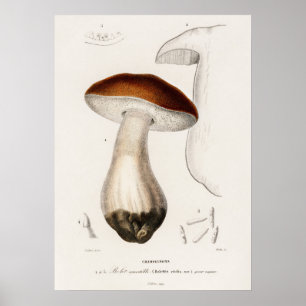 Penny bun (Boletus edulis) Poster