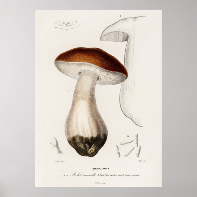 Penny bun (Boletus edulis) Poster (Front)