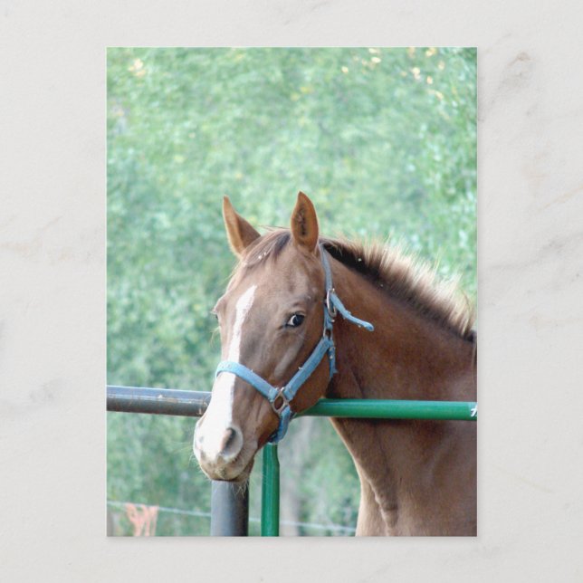 Penny Ole Gal Postcard (Front)