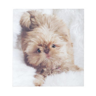 Penny orange liver Shih Tzu puppy note pad paper