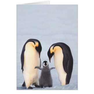 Penquin Family