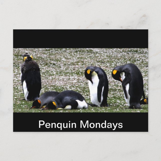 Penquin Mondays Postcard (Front)