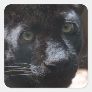 Pensive Black Panther Square Sticker
