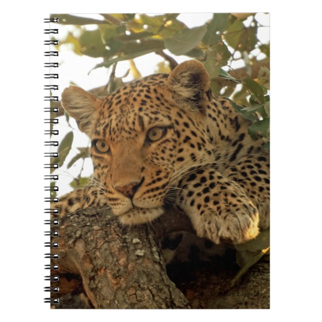 Pensive Leopard Notebook (Front)