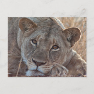 Pensive Lion Postcard