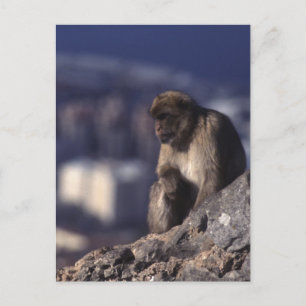 Pensive Monkey in Gibraltar Postcard