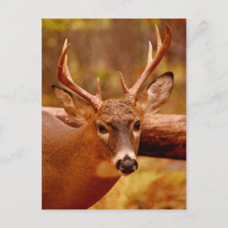 Pensive Mule Deer Buck Postcard
