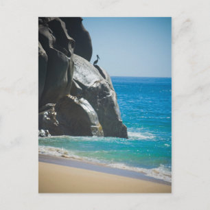 Pensive Pelican Postcard