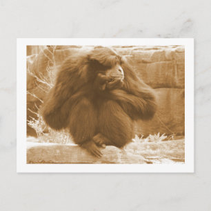 Pensive Primate Postcard