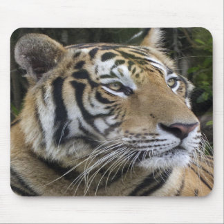 Pensive Tiger Up Close Mousepad