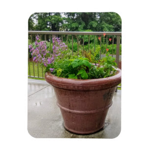 Penstemon Magnet