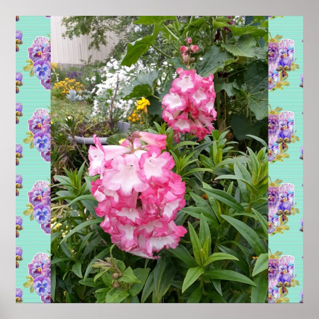 Penstemon Pink Flower Floral Photo Garden Poster (Front)