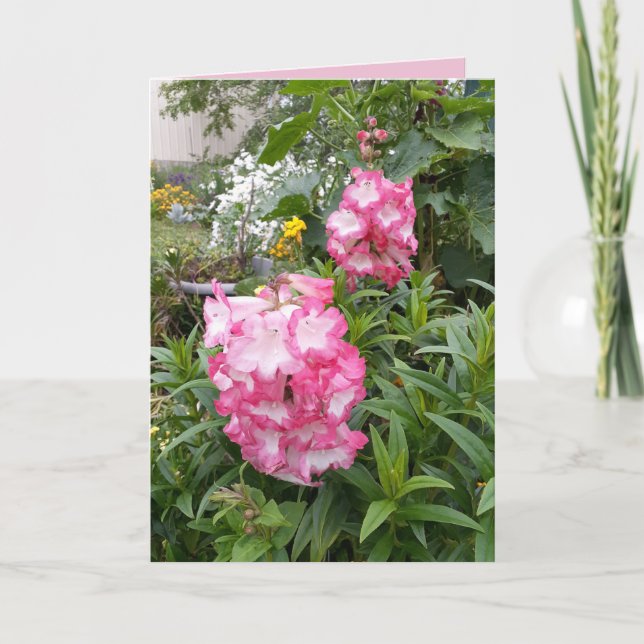 Penstemon Pink Flower Garden floral Birthday Card (Front)