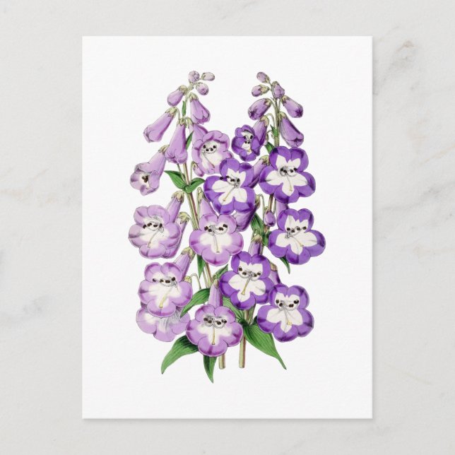 Penstemon Vintage Botanical Postcard (Front)