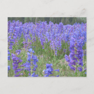 Penstemon Wildflowers Wyoming Postcard