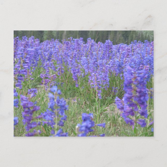 Penstemon Wildflowers Wyoming Postcard (Front)