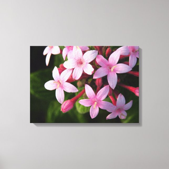 Pentas Canvas Print (Front)