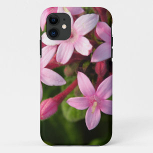 Pentas iPhone 11 Case