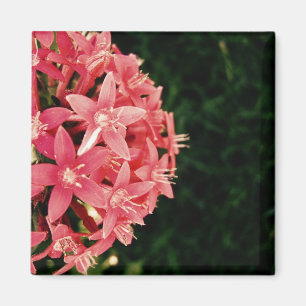 Pentas Magnet
