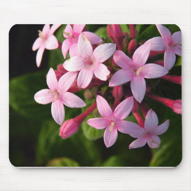 Pentas Mouse Mat (Front)