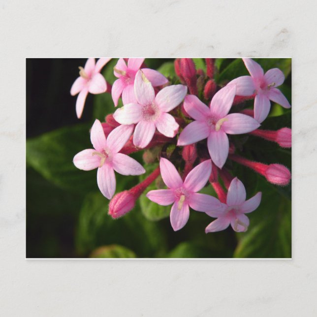 Pentas Postcard (Front)