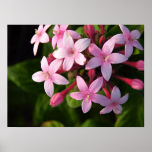 Pentas poster