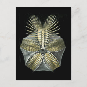 Pentremites Postcard