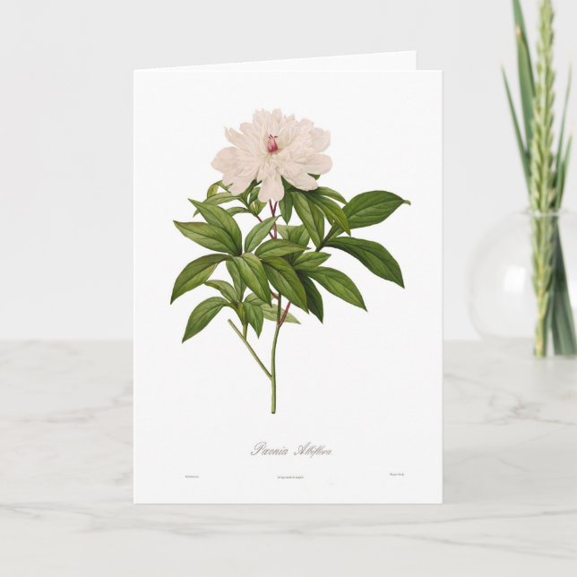 Peonia albiflora card (Front)