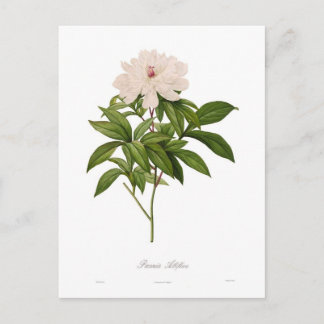 Peonia albiflora postcard