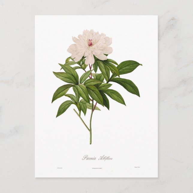 Peonia albiflora postcard (Front)