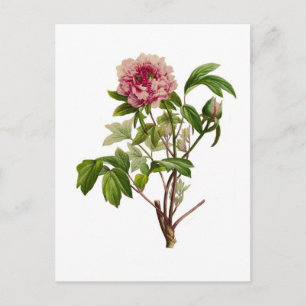 Peonia moutan by Pierre-Joseph Redouté Postcard
