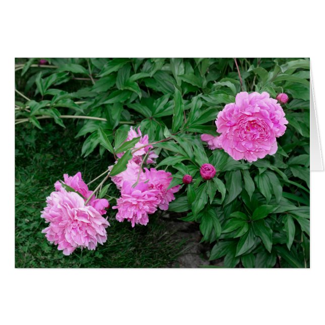 PEONIES (Front Horizontal)