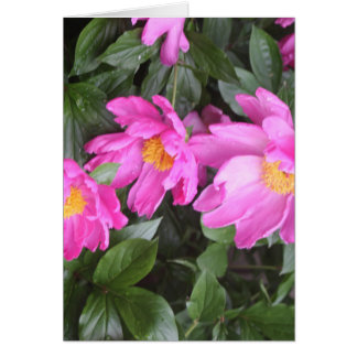 PEONIES