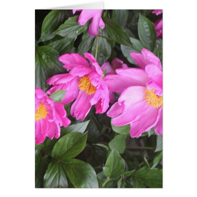 PEONIES (Front)