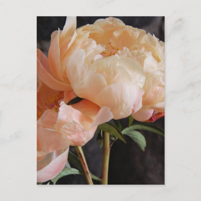 Peonies 7 postcard (Front)