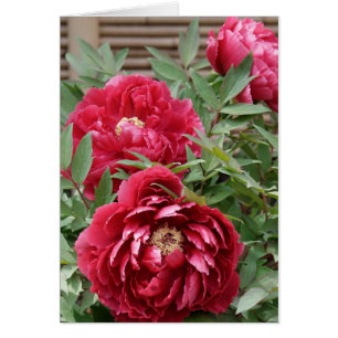 Peonies at Kamakura card