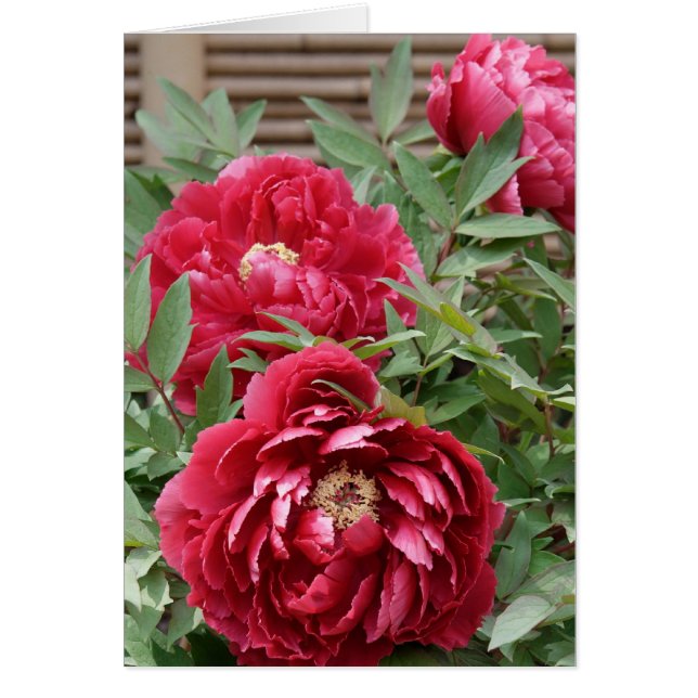 Peonies at Kamakura card (Front)