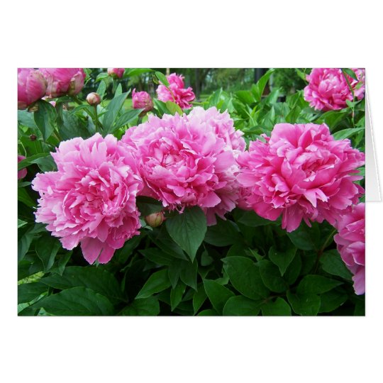 peonies card