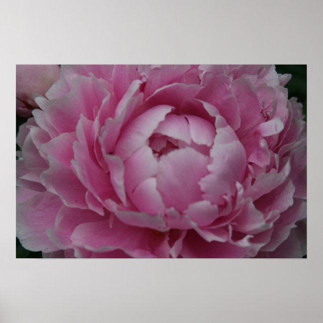 Peonies in Full Bloom Poster (Front)