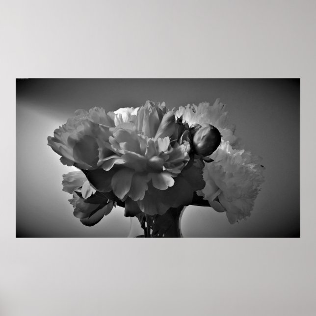 Peonies - Noir, Poster (Front)