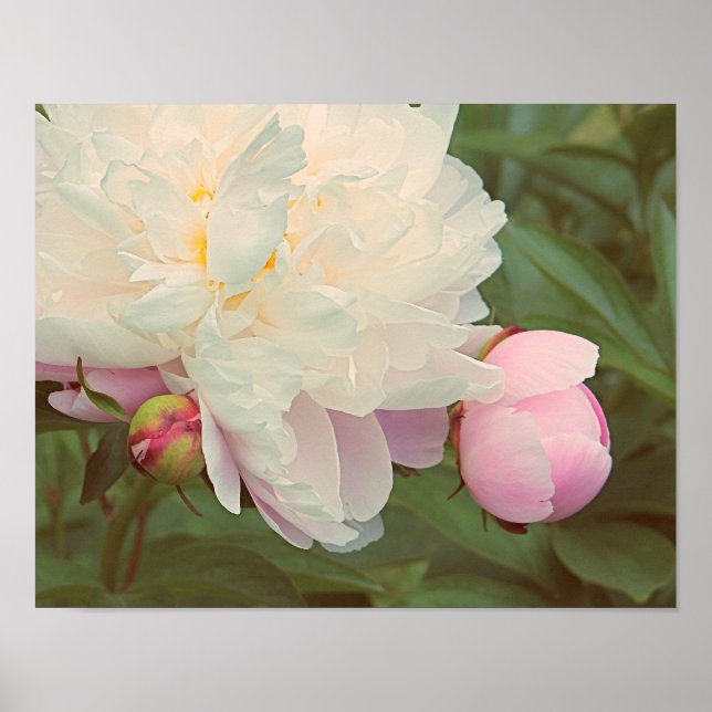 Peonies Pink Peony Flower Poster (Front)